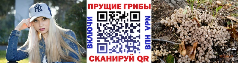 даркнет сайт  Короча  Псилоцибиновые грибы GOLDEN TEACHER 